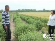 利辛刘家强：种药材的脱贫致富带头人