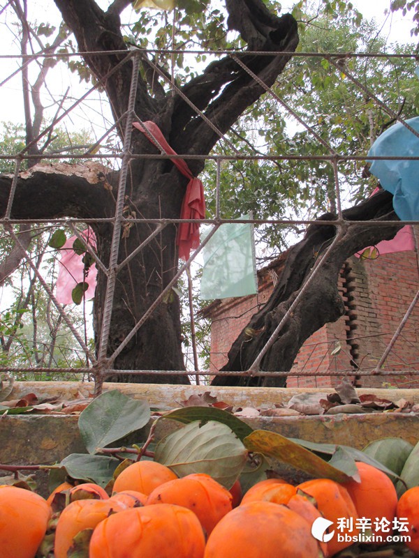 老柿树年年结柿果.JPG