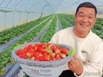 利辛：草莓飘红农民增收